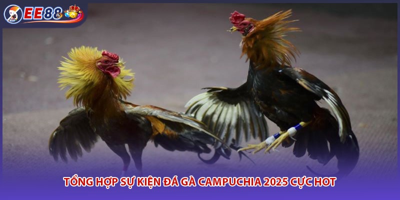 Tổng hợp sự kiện đá gà campuchia 2025 cực hot